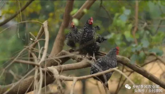 汶上芦花鸡散养基地,芦花鸡是什么鸡