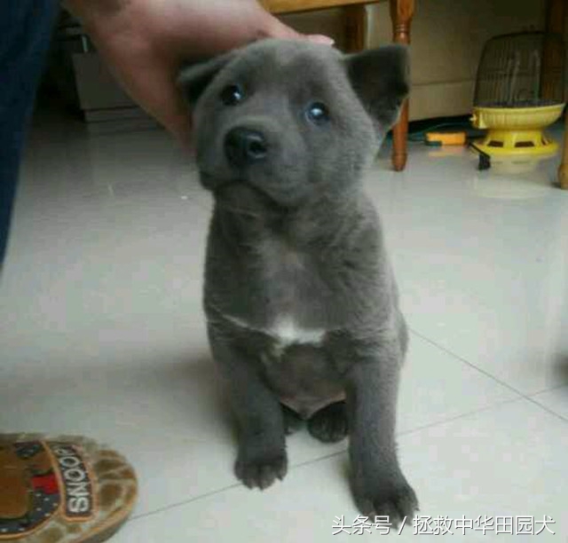狗的种类大全中华田园犬,真正的中华田园犬是大黑狗