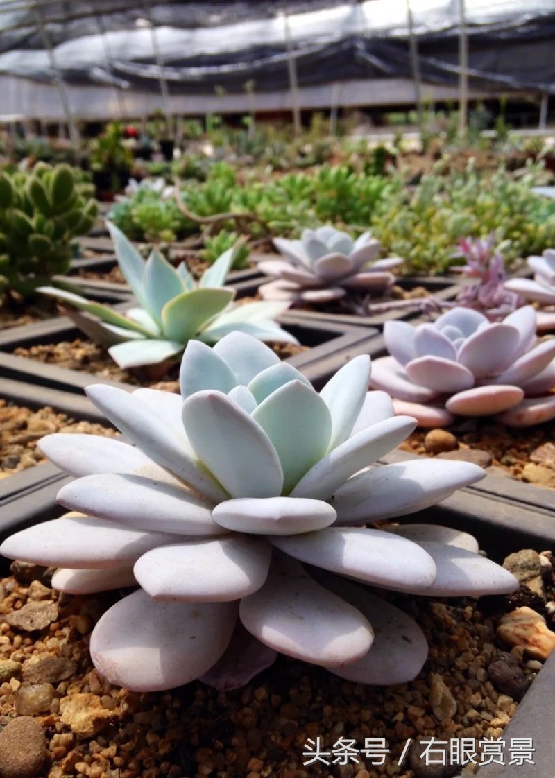 精品多肉颗颗都是韩版欧货老桩让您大呼过瘾