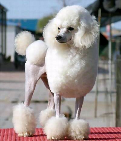 名贵狗狗,黑色名贵狗狗