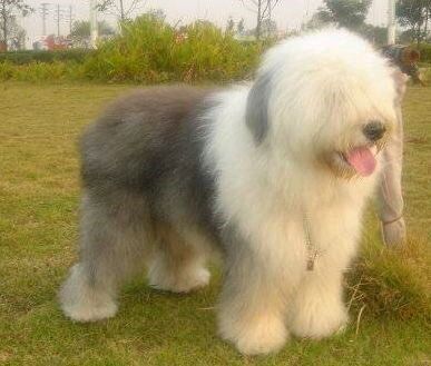 名贵狗狗,黑色名贵狗狗