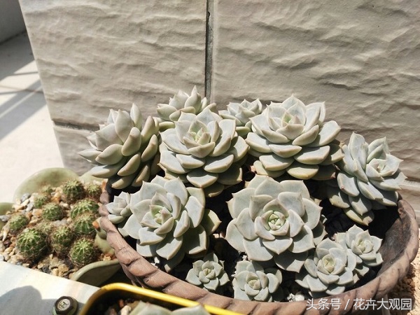 盘点哪些优美的花又不常见,盘点那些不好看的花