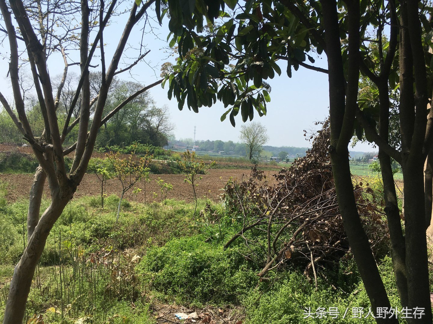 正宗枸杞野菜图片,枸杞苗野菜