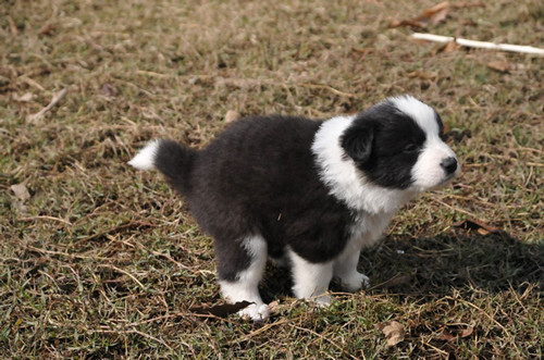 如何让幼犬在指定地方大小便,强行训练幼犬大小便