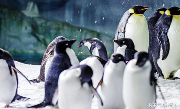 长隆海洋王国亲子游路线,一天游珠海长隆海洋王国亲子攻略