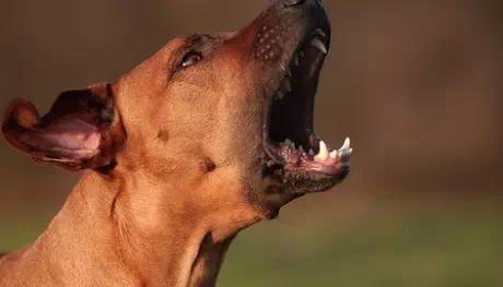 道格队长丨狗狗的行为纠正12期丨夭寿啦！我家狗又在吃屎啦