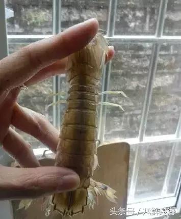 丹东腌制皮皮虾濑尿虾,濑尿虾好吃还是皮皮虾好吃