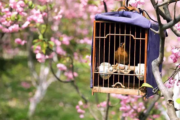 最好的十首落花诗,最美的落花诗100首