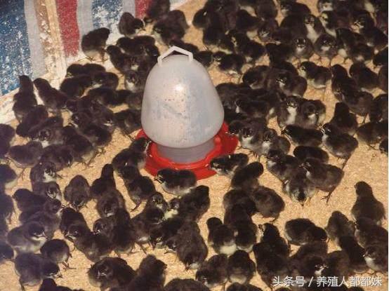 散养土鸡下蛋利润多少,散养土鸡的利润与成本真实