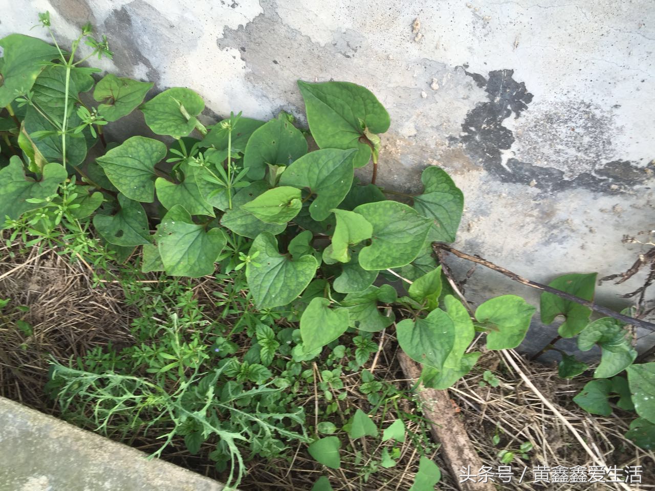 它在本草纲目中占有很重要的地位，有人说它很香、有人说它很难闻