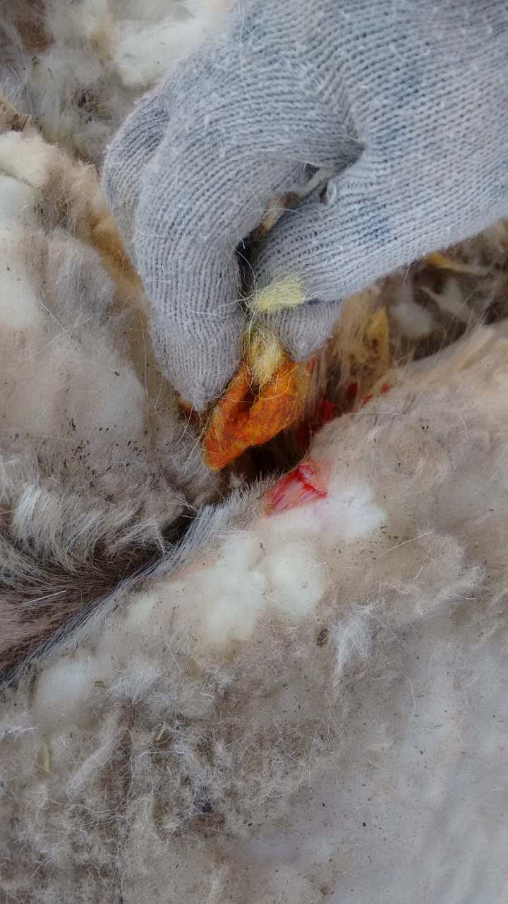 剪羊毛是完整的吗,怎样正确使用羊毛剪