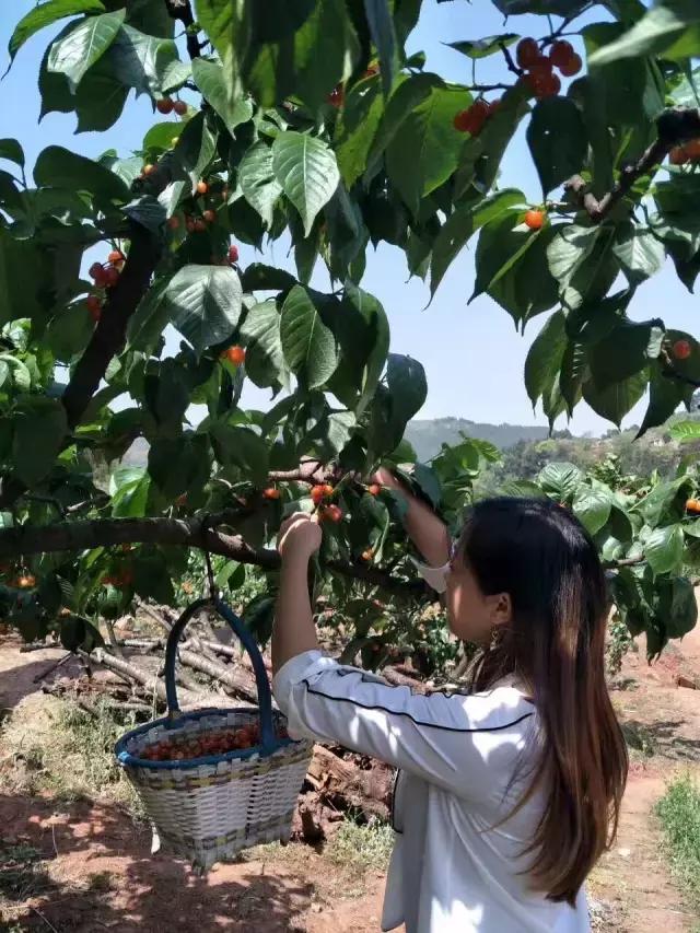 成都周边哪里樱桃最好吃,成都樱桃采摘园附近最近地方