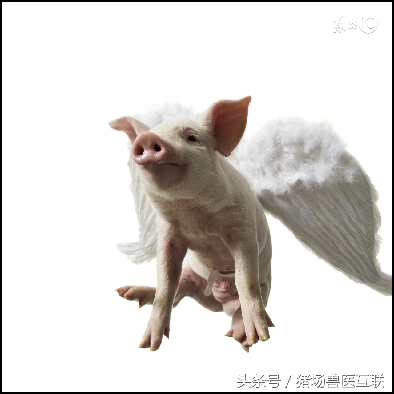 断奶仔猪水样拉稀最快的解决办法,断奶仔猪老是拉稀怎么回事