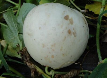 小葫芦的病害防治方法,葫芦科和其它蔬菜病害辨识