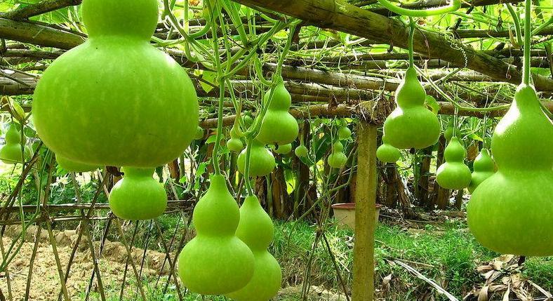 小葫芦的病害防治方法,葫芦科和其它蔬菜病害辨识