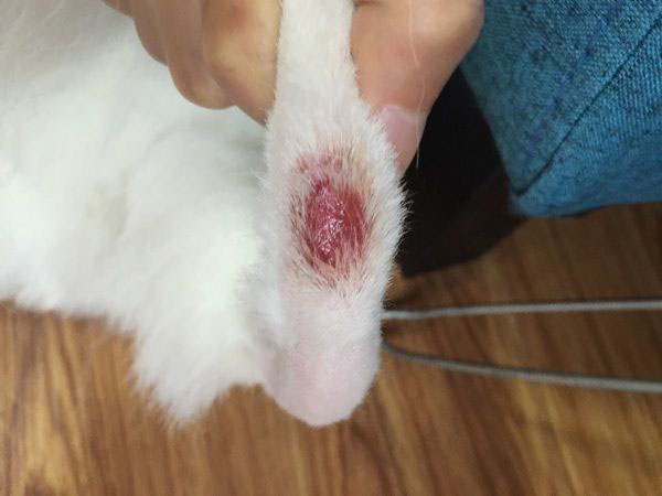 猫咪疾病科普猫咪感冒吃什么药,猫咪皮肤病咨询