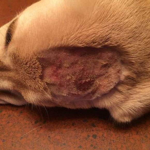 猫咪皮肤病讲解,猫百科猫咪皮肤真菌感染怎么治