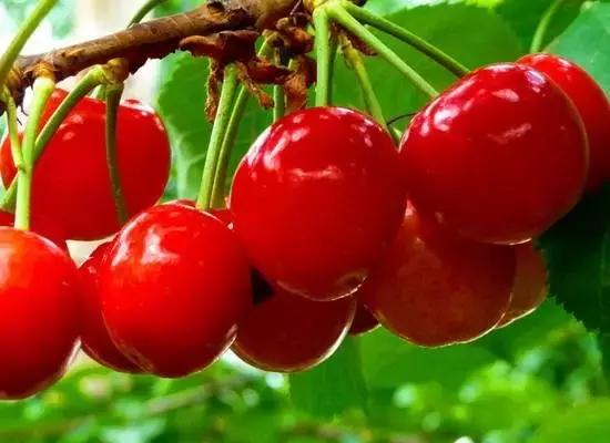 成都周边哪里樱桃最好吃,成都樱桃采摘园附近最近地方