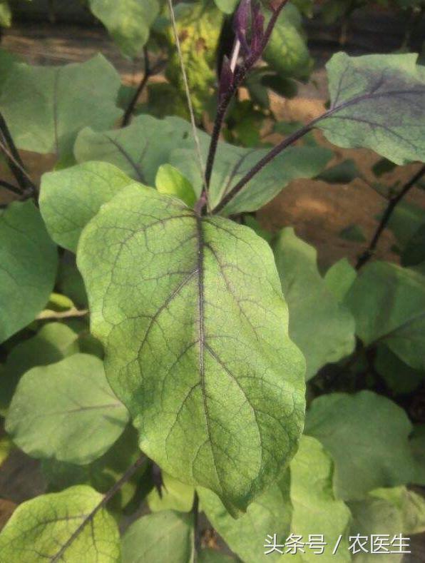 白菜黑腐病怎样防治,茄子半边疯防治措施