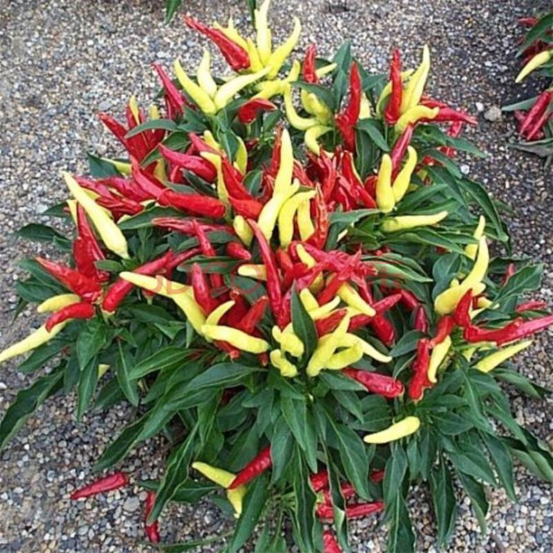 七彩辣椒多少钱一盆,观赏辣椒多少钱一盆