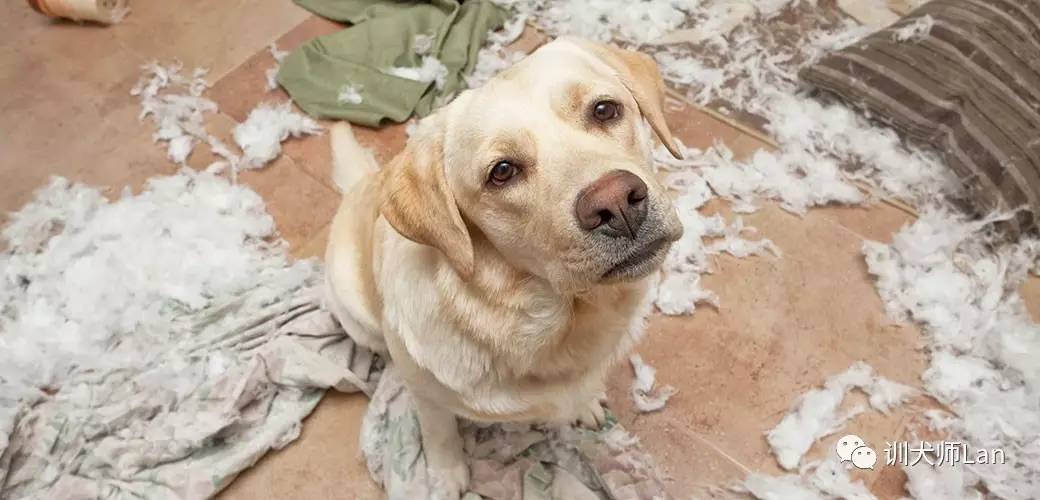 狗狗拆家最快解决方法,狗狗拆家乱抓怎么办