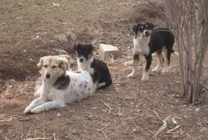 怀孕母狗35天为什么是最危险期,农村养的母猫一直生小猫怎么办