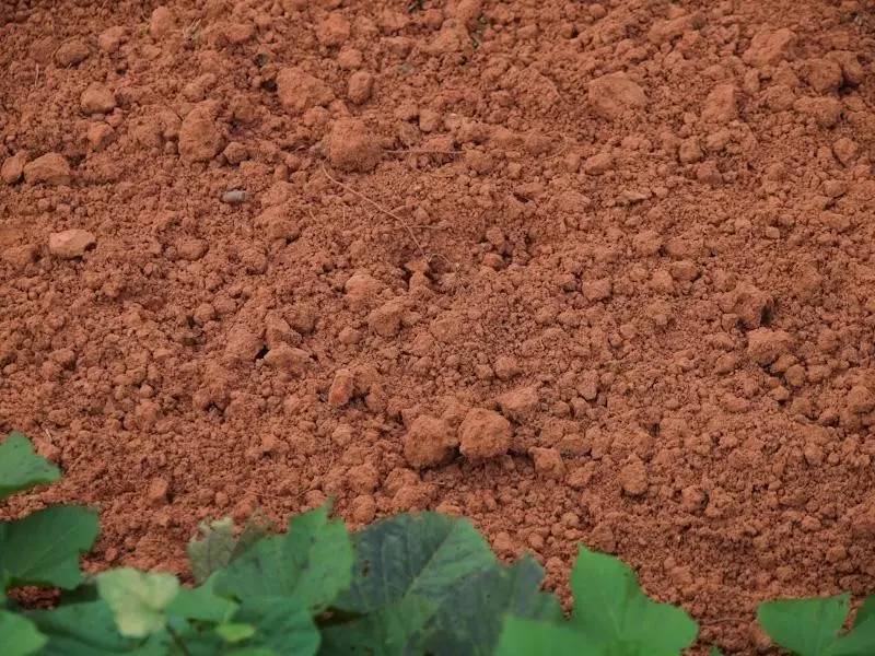 两度获世界金奖的江西遂川狗牯脑茶，茶名很奇葩，它为啥能获奖？