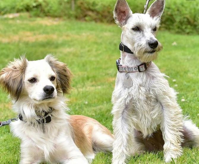 狗狗之间有友谊吗,狗狗之间的友谊是什么