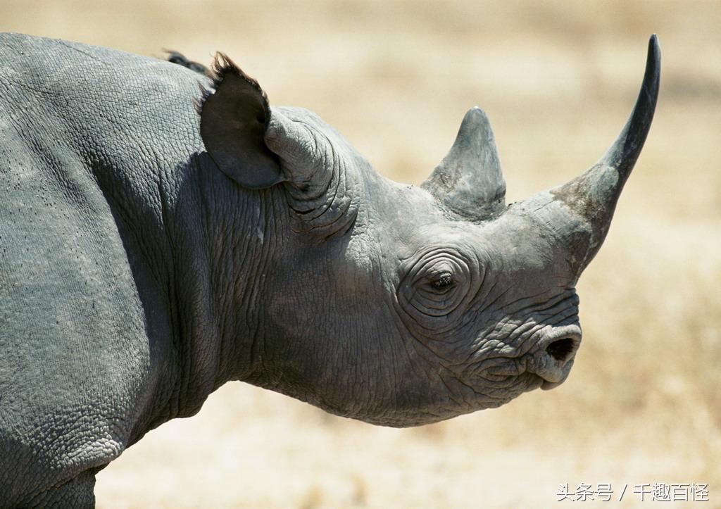 千趣百怪—非洲象西部利亚虎非洲狮棕熊犀牛大PK