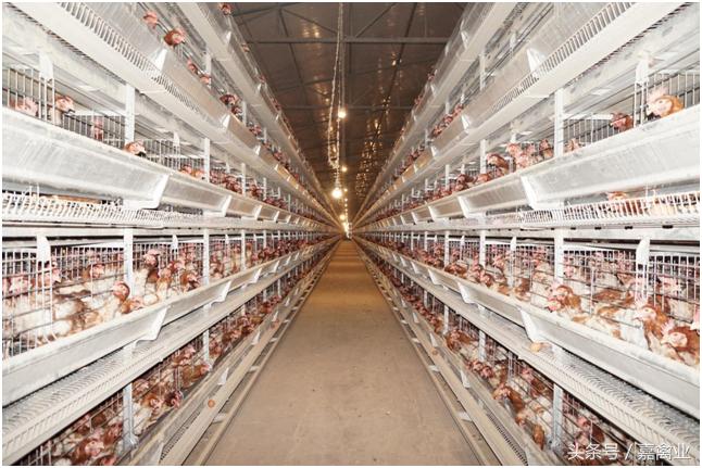 养鸡卖笨鸡蛋利润,从养鸡场批发鸡蛋搞零售能赚钱吗