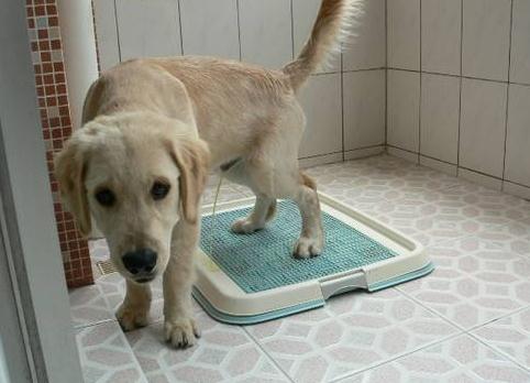 如何教会狗狗定点上厕所,如何引导狗狗去指定的地方上厕所