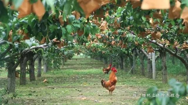 他辞去500强企业的工作，毅然决然开荒种梨，最后怎么样了