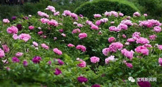 宝鸡到洛阳2日游 (宝鸡到洛阳坐高铁旅游)