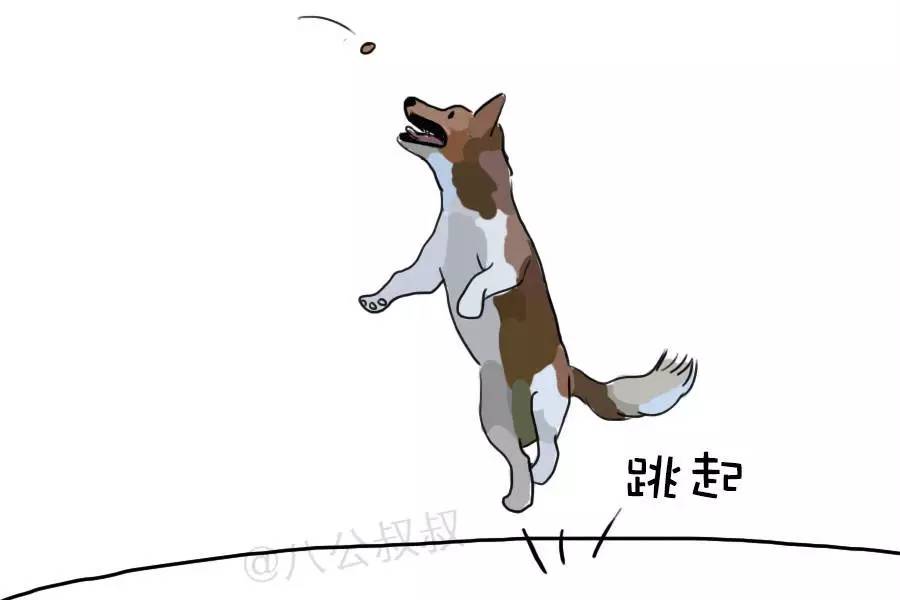 狗狗总弓着背是什么原因,狗狗为什么经常伸前爪撅屁股