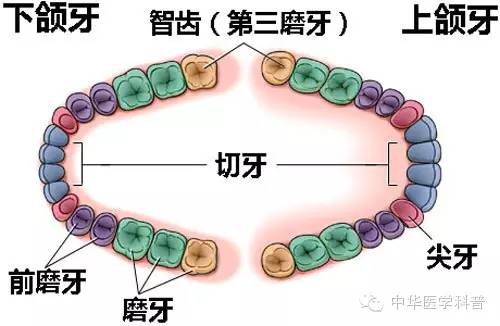 关于长智齿痛的心情说说,智齿说说朋友圈配图