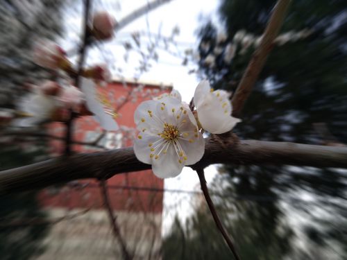 努比亚z17mini闪屏,努比亚z17mini相机变黑白