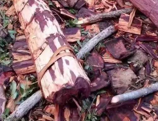 血檀木的鉴别,血檀的介绍和特点