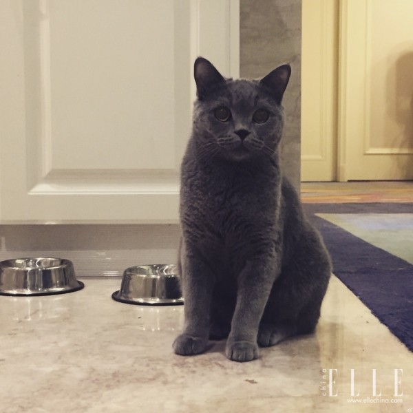 井柏然张若昀红毯,井柏然张若昀机场视频