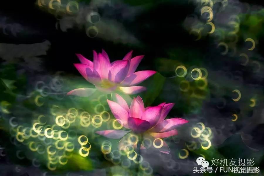 花卉创意摄影作品欣赏,花卉创意摄影十个技巧是什么