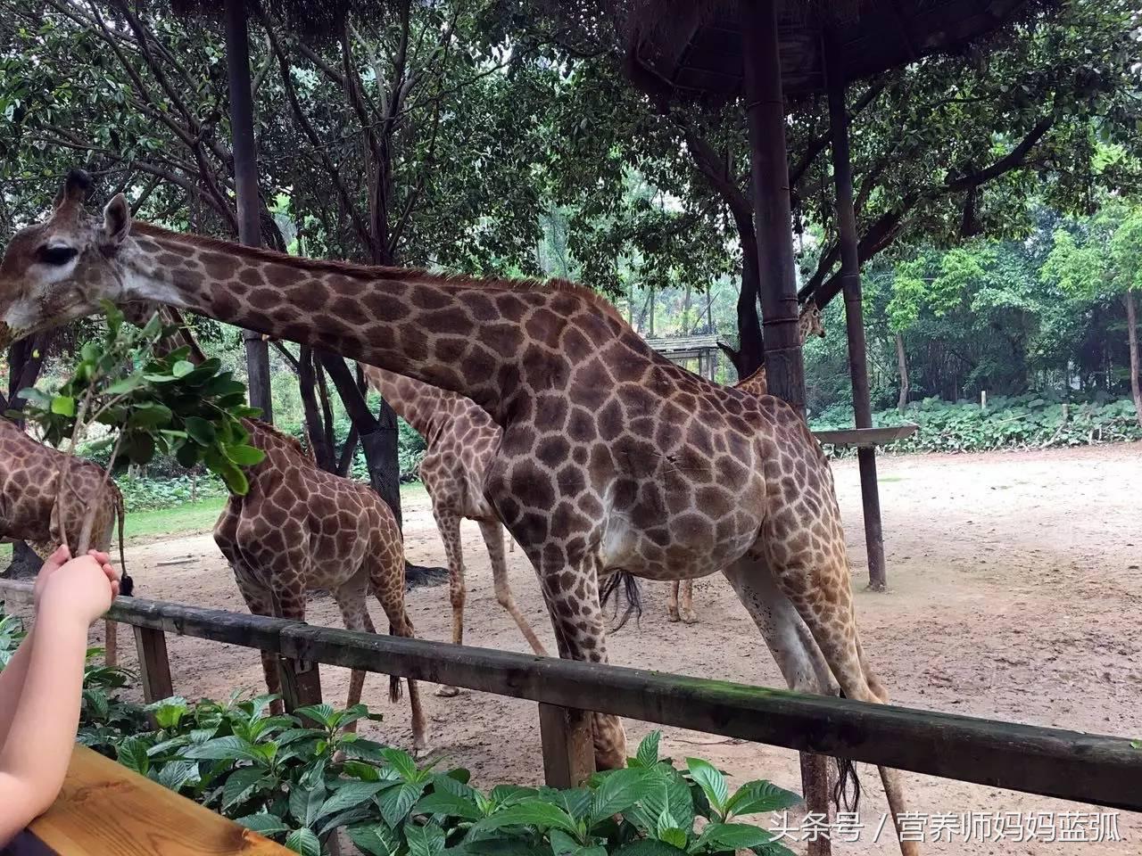 暑假长隆海洋王国游玩感受,海洋王国好玩还是长隆野生动物园