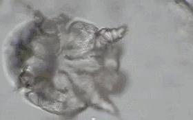 猪螨虫最佳治疗方法,猪螨虫最快的治疗方法