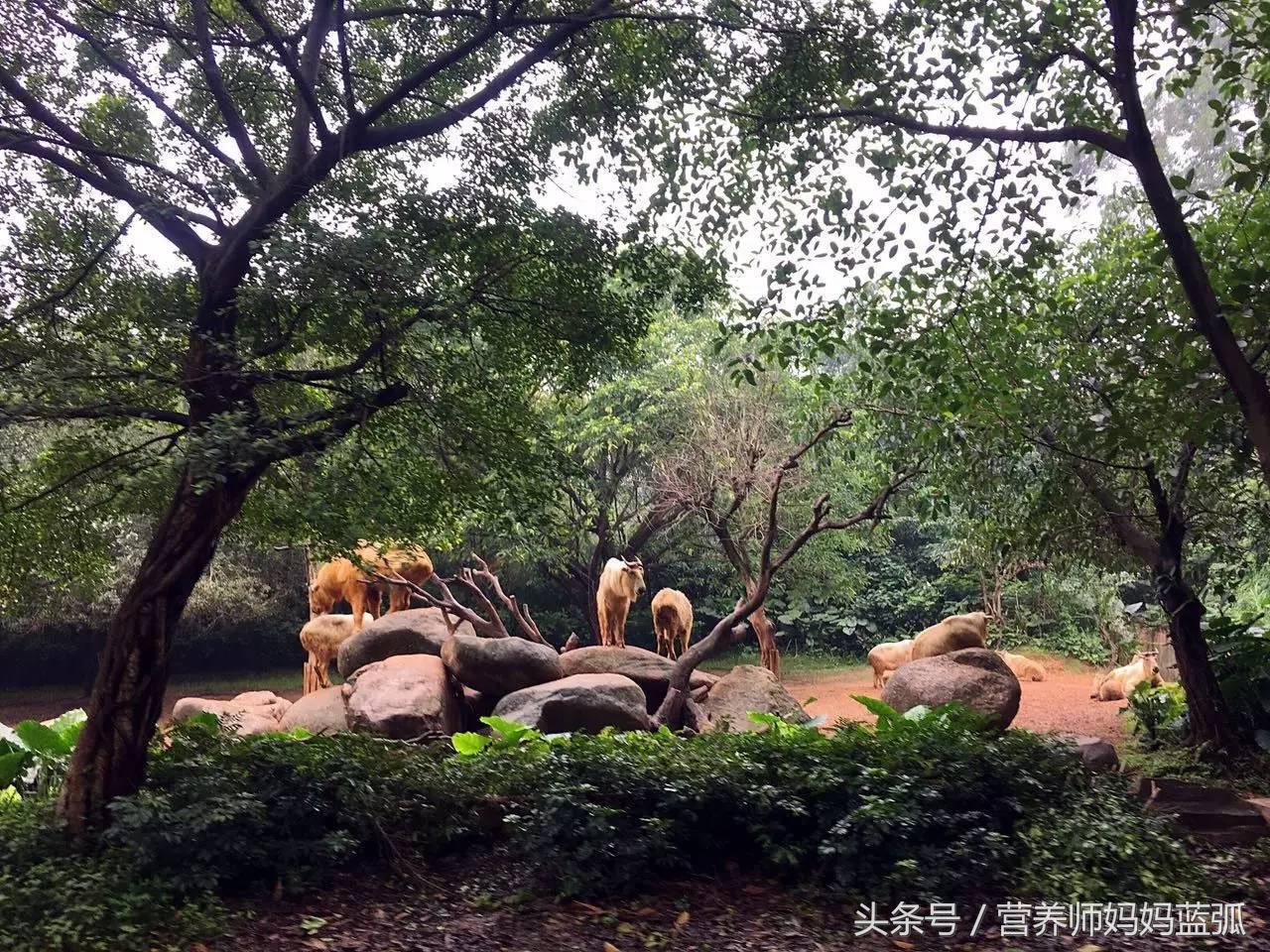 亲子游|井柏然推荐，长隆野生动物世界和海洋王国深度游记！