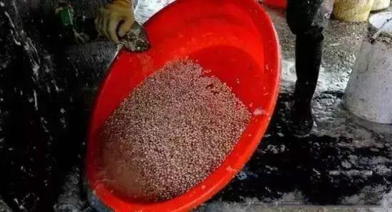 珍珠养殖过程揭秘,珍珠养殖要多久