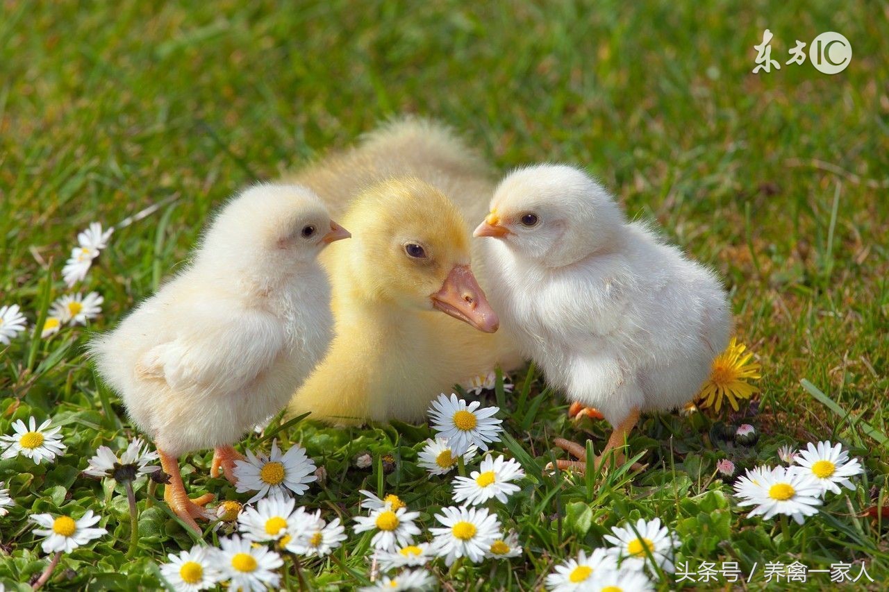 养鸡常见的各种病症,养鸡呼吸道感染的秘诀