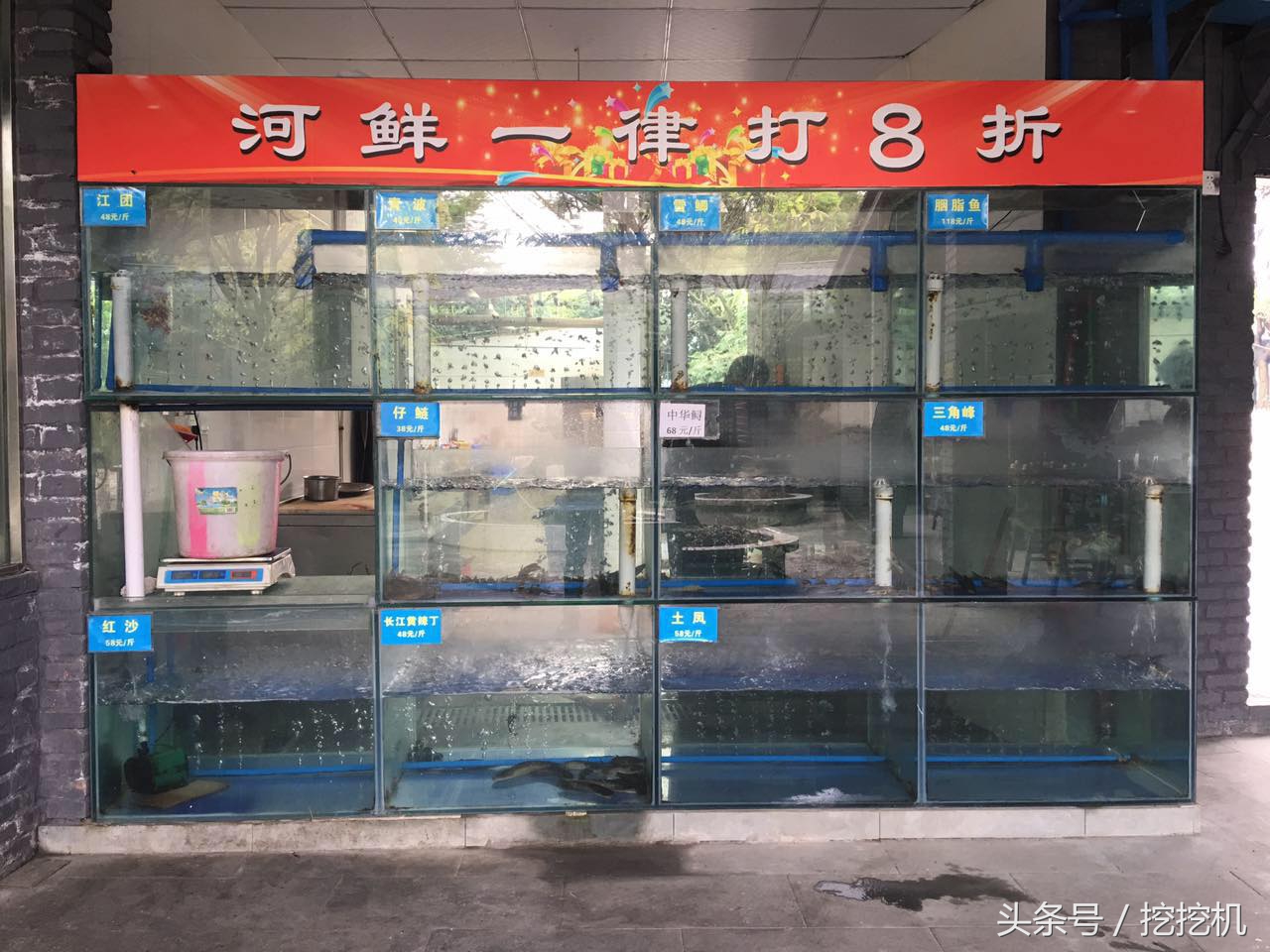 蓉城美食牛蛙,蓉城美食湘菜