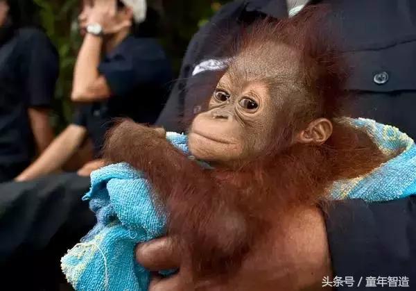 假期一定要带孩子看的5部纪录片,孩子必看的10部自然纪录片