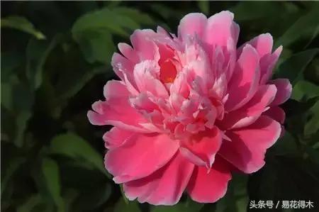 芍药名贵品种图片大全,芍药名贵品种紫袍金带