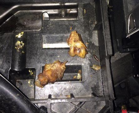 发动机线路被老鼠咬了还能开吗,老鼠咬破发动机舱什么线不能启动