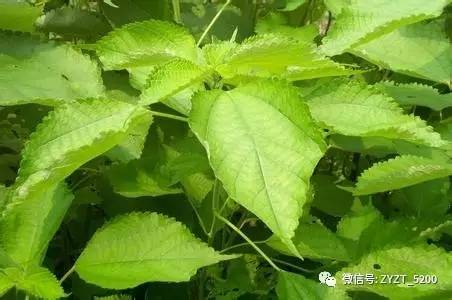 安胎药配方大全,安胎药古方