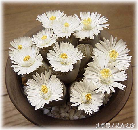 石头也能绽放的如此美丽,石头也能变得如此精致美妙
